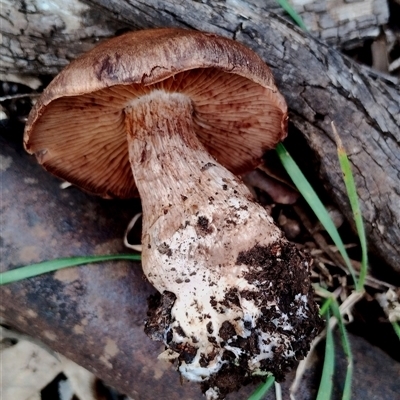 Cortinarius sp. at Kaputar, NSW - 2 Jun 2025 by Teresa