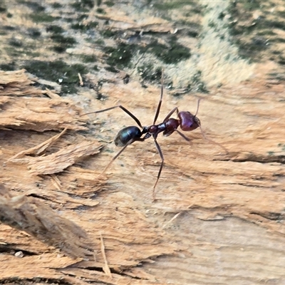 Iridomyrmex purpureus (Meat Ant) at O'Malley, ACT - Yesterday by Mike