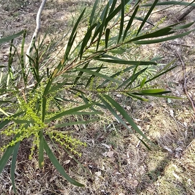Acacia floribunda (White Sally Wattle, Gossamer Wattle) at O'Malley, ACT - 11 Jun 2025 by Mike