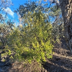 Olea europaea subsp. cuspidata (African Olive) at Symonston, ACT - Yesterday by Mike