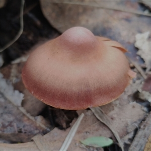 Agarics gilled fungi at Kaputar, NSW - 2 Jun 2025 by Teresa