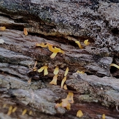 Calocera sp. (A stagshorn fungus) at Kaputar, NSW - 2 Jun 2025 by Teresa