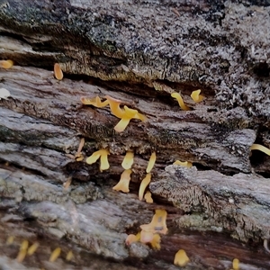 Calocera sp. (A stagshorn fungus) at Kaputar, NSW - 2 Jun 2025 by Teresa