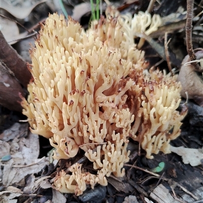 Ramaria sp. (genus) (A Coral fungus) at Kaputar, NSW - 2 Jun 2025 by Teresa
