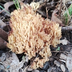 Ramaria sp. (genus) at Kaputar, NSW - 2 Jun 2025 11:46 AM