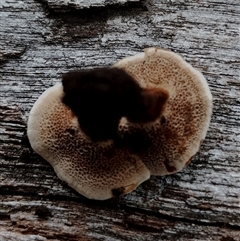 Coltricia sp. at Kaputar, NSW - 2 Jun 2025 11:34 AM