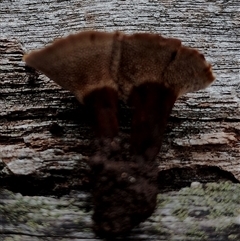 Coltricia sp. at Kaputar, NSW - 2 Jun 2025 11:34 AM