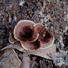 Coltricia sp. at Kaputar, NSW - 2 Jun 2025 11:34 AM