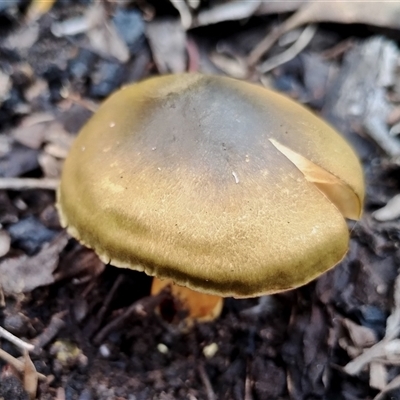 Cortinarius austrovenetus (Green Skinhead) at Kaputar, NSW - 2 Jun 2025 by Teresa