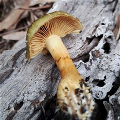 Cortinarius austrovenetus at Kaputar, NSW - 2 Jun 2025 11:52 AM