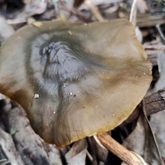 Cortinarius austrovenetus at Kaputar, NSW - 2 Jun 2025 11:52 AM