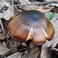 Cortinarius austrovenetus at Kaputar, NSW - 2 Jun 2025 11:52 AM