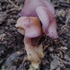 Cortinarius sp. - lilac, blue(ish), purple(ish) at Kaputar, NSW - 2 Jun 2025 11:20 AM