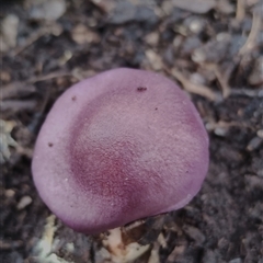 Cortinarius sp. - lilac, blue(ish), purple(ish) at Kaputar, NSW - 2 Jun 2025 11:20 AM
