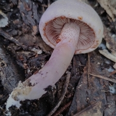 Cortinarius sp. - lilac, blue(ish), purple(ish) at Kaputar, NSW - 2 Jun 2025 11:20 AM