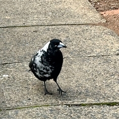 Gymnorhina tibicen (Australian Magpie) at Aranda, ACT - 11 Jun 2025 by KMcCue