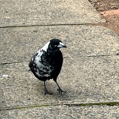 Gymnorhina tibicen (Australian Magpie) at Aranda, ACT - 11 Jun 2025 by KMcCue