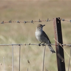 Colluricincla harmonica (Grey Shrikethrush) at Chapman, ACT - 11 Jun 2025 by LineMarie