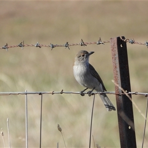 Colluricincla harmonica (Grey Shrikethrush) at Chapman, ACT - 11 Jun 2025 by LineMarie