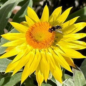 Melangyna sp. (genus) (Hover Fly) at Aranda, ACT - 11 Jun 2025 by KMcCue