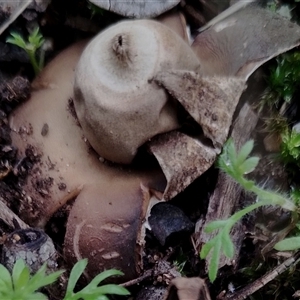 Geastrum sp. (genus) (An earthstar) at Kaputar, NSW - 2 Jun 2025 by Teresa