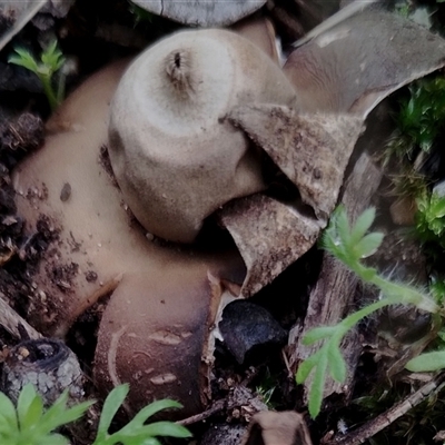 Geastrum sp. (genus) (An earthstar) at Kaputar, NSW - 2 Jun 2025 by Teresa