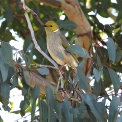 Ptilotula penicillata (White-plumed Honeyeater) at Chapman, ACT - 11 Jun 2025 by LineMarie