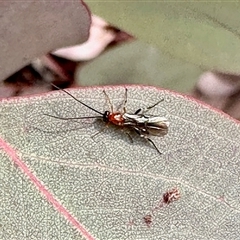 Unverified Insect at Aranda, ACT - 9 Jun 2025 by KMcCue
