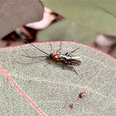 Unverified Insect at Aranda, ACT - 9 Jun 2025 by KMcCue