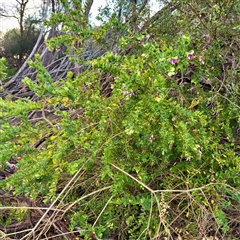Polygala myrtifolia (Myrtle-leaf Milkwort) at Ventnor, VIC - Yesterday by Hejor1