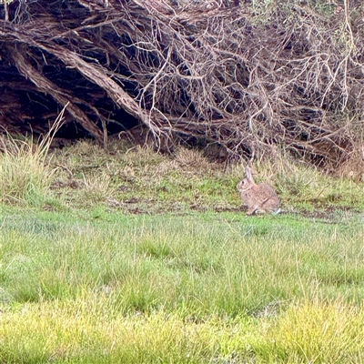 Oryctolagus cuniculus at Ventnor, VIC - Yesterday by Hejor1