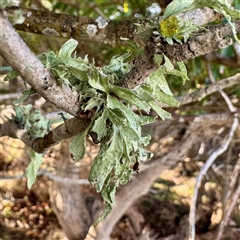 Ramalina celastri at Ventnor, VIC - Yesterday by Hejor1