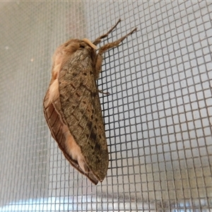 Oxycanus silvanus (Pale Oxycanus) at Symonston, ACT - 11 Jun 2025 by CallumBraeRuralProperty