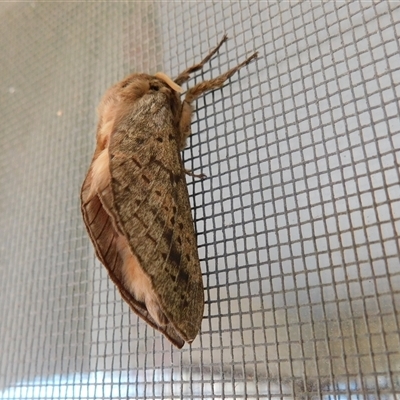 Oxycanus silvanus (Pale Oxycanus) at Symonston, ACT - 11 Jun 2025 by CallumBraeRuralProperty