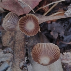 Mycena albidofusca at Kaputar, NSW - 2 Jun 2025 by Teresa