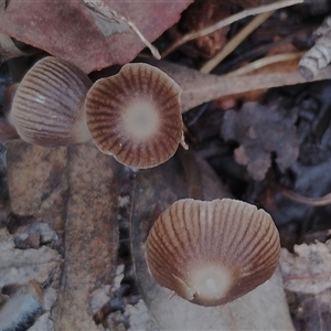 Mycena albidofusca at Kaputar, NSW - 2 Jun 2025 by Teresa