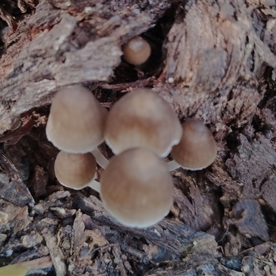 Mycena sp. (genus) (Mycena) at Kaputar, NSW - 2 Jun 2025 by Teresa