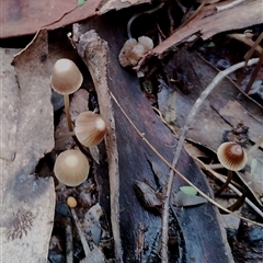 Mycena sp. (genus) (Mycena) at Kaputar, NSW - 2 Jun 2025 by Teresa