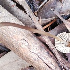 Mycena sp. (genus) at Kaputar, NSW - 2 Jun 2025 11:32 AM