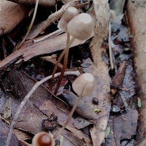 Mycena sp. (genus) at Kaputar, NSW - 2 Jun 2025 11:32 AM