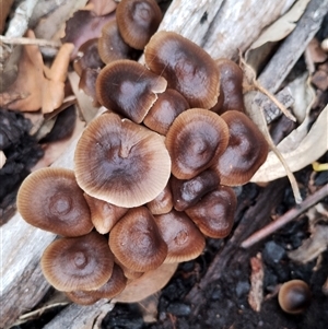 Mycena sp. (genus) at Kaputar, NSW - 2 Jun 2025 11:41 AM