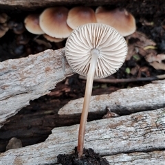 Mycena sp. (genus) at Kaputar, NSW - 2 Jun 2025 11:41 AM