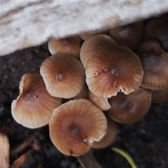 Mycena sp. (genus) at Kaputar, NSW - 2 Jun 2025 11:41 AM