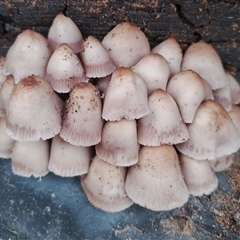 Mycena 'clarkeana group' at Kaputar, NSW - 2 Jun 2025 by Teresa