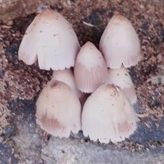 Mycena 'clarkeana group' at Kaputar, NSW - 2 Jun 2025 12:14 PM