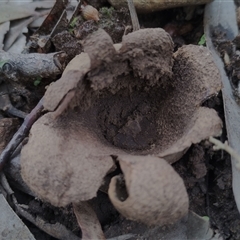 Scleroderma sp. (Scleroderma) at Kaputar, NSW - 2 Jun 2025 by Teresa