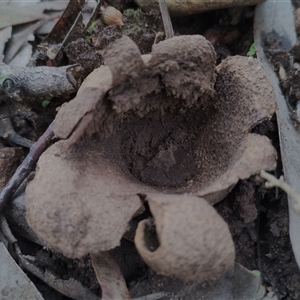 Scleroderma sp. (Scleroderma) at Kaputar, NSW - 2 Jun 2025 by Teresa