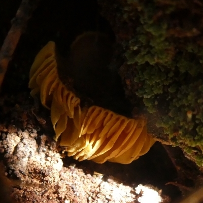 Unverified Cap on a stem; gills below cap [mushrooms or mushroom-like] by arjay