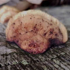 Truncospora ochroleuca at Kaputar, NSW - 2 Jun 2025 by Teresa