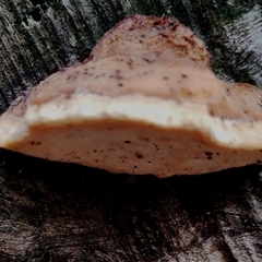 Truncospora ochroleuca at Kaputar, NSW - 2 Jun 2025 11:31 AM